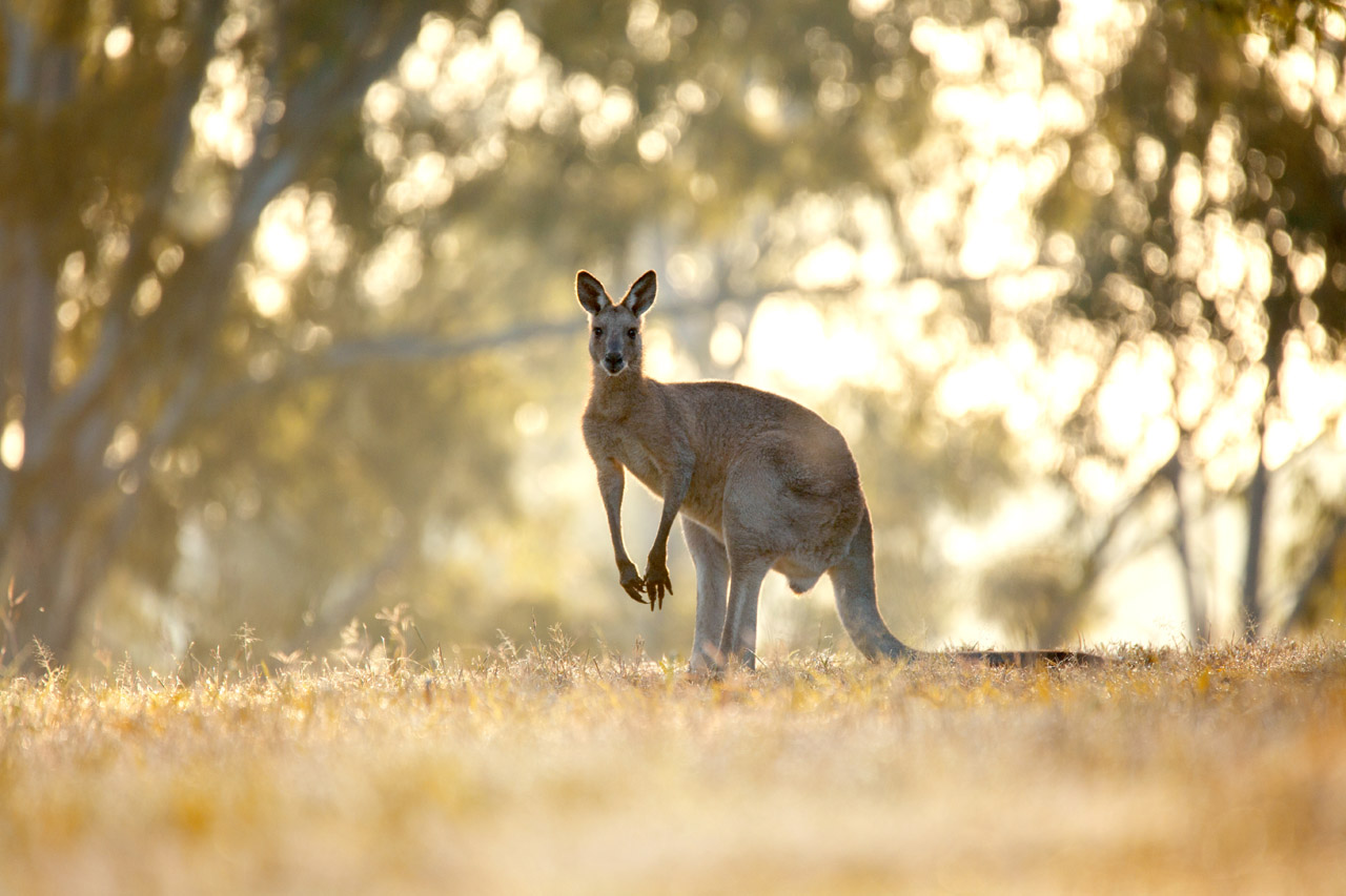 Roadtrip met de camper naar Australië